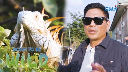 How does the increase in population of green iguanas affect Taiwan? | Born to be Wild