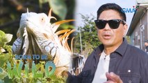 How does the increase in population of green iguanas affect Taiwan? | Born to be Wild