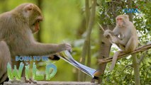 Doc Ferds Recio comes close to a group of Formosan macaque | Born to be Wild