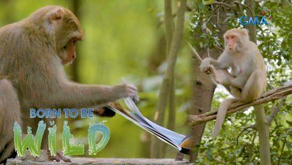 Doc Ferds Recio comes close to a group of Formosan macaque | Born to be Wild