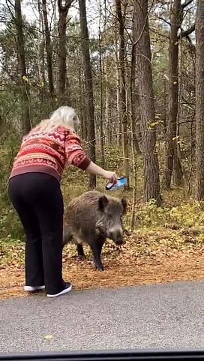 Boar Demands Treats