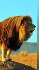 Big African Lion Roaring Very Loudly