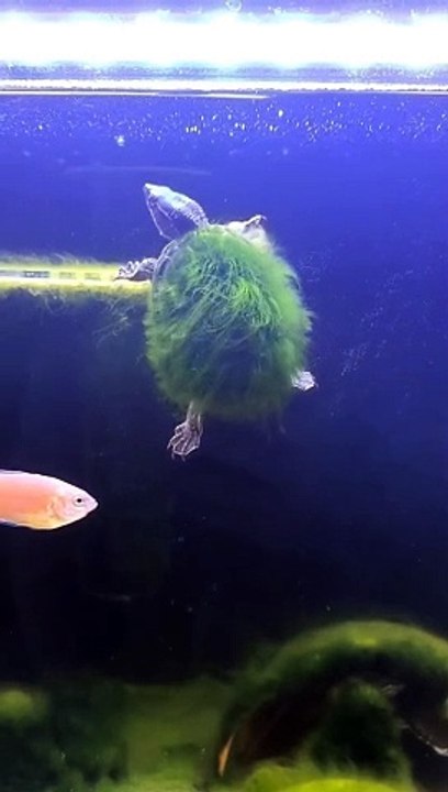Turtle  Paradise 