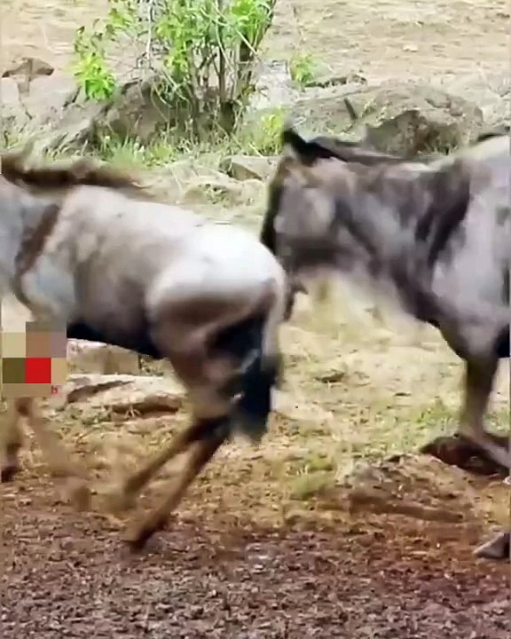 LIONs Have No Patience LIONESS Scared of Crazy LION LION Attack Wildebeest