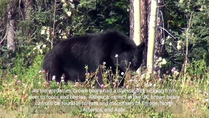 Brown Bears and Great AUK