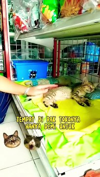 Anak kucing perlu tidur siang #shorts #kucing #cat #viral(1)