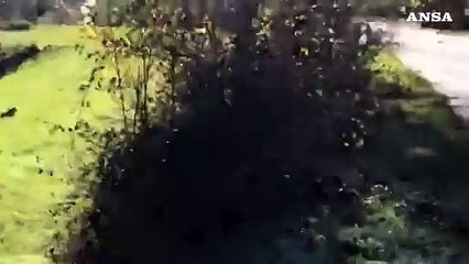 Branco di lupi attraversa la strada a Preci