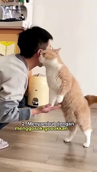 Arti dibalik cara kucing menyambutmu