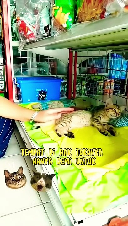 Anak kucing perlu tidur siang #shorts #kucing #cat #viral