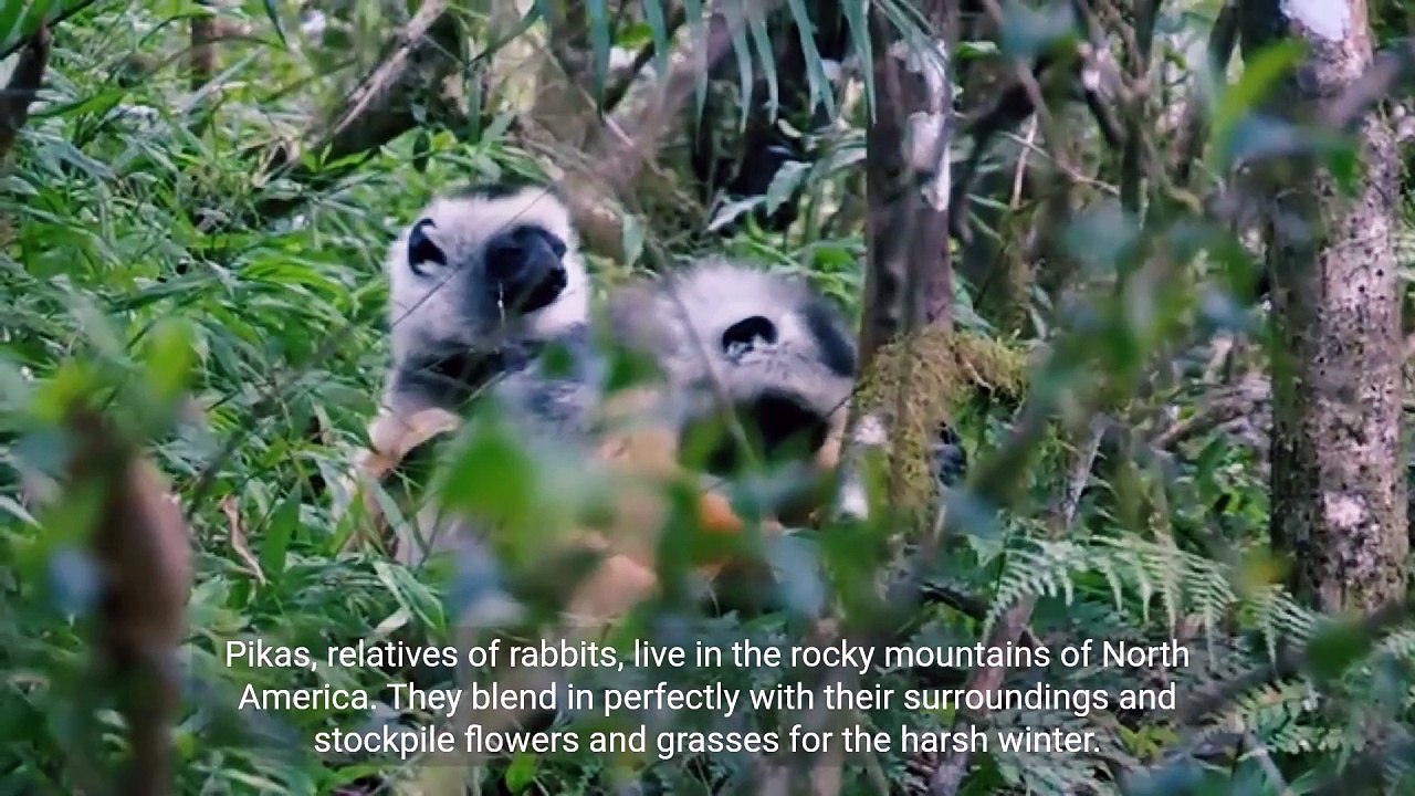 Pikas-Numbats