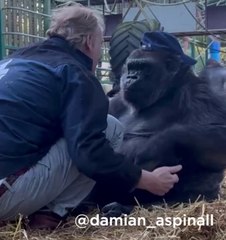 Gorilla hugs man at Howletts Wild Animal Park