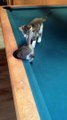 Kittens Playing Pool