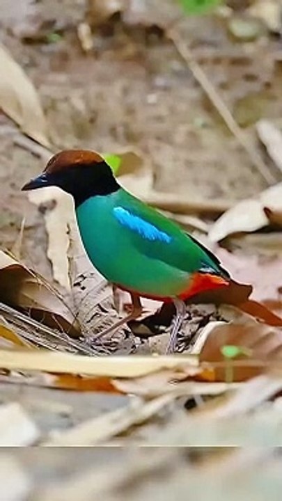 Hooded Pitta (. ❤️ Widespread and beautiful, this jewel of a bird bounces about on the shaded forest floor like a luminous ball.