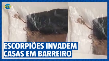 Escorpiões invadem casas e preocupam moradores no Barreiro em BH