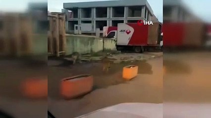 Görüntüler İstanbul'un göbeğinden! Aç kalan kurtlar şehre indi