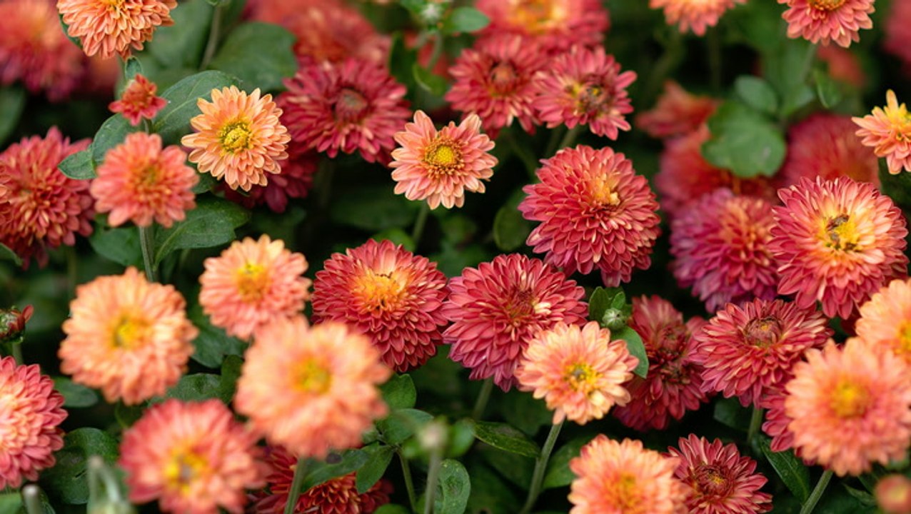 How and When to Cut Back Mums for the Best Blooms
