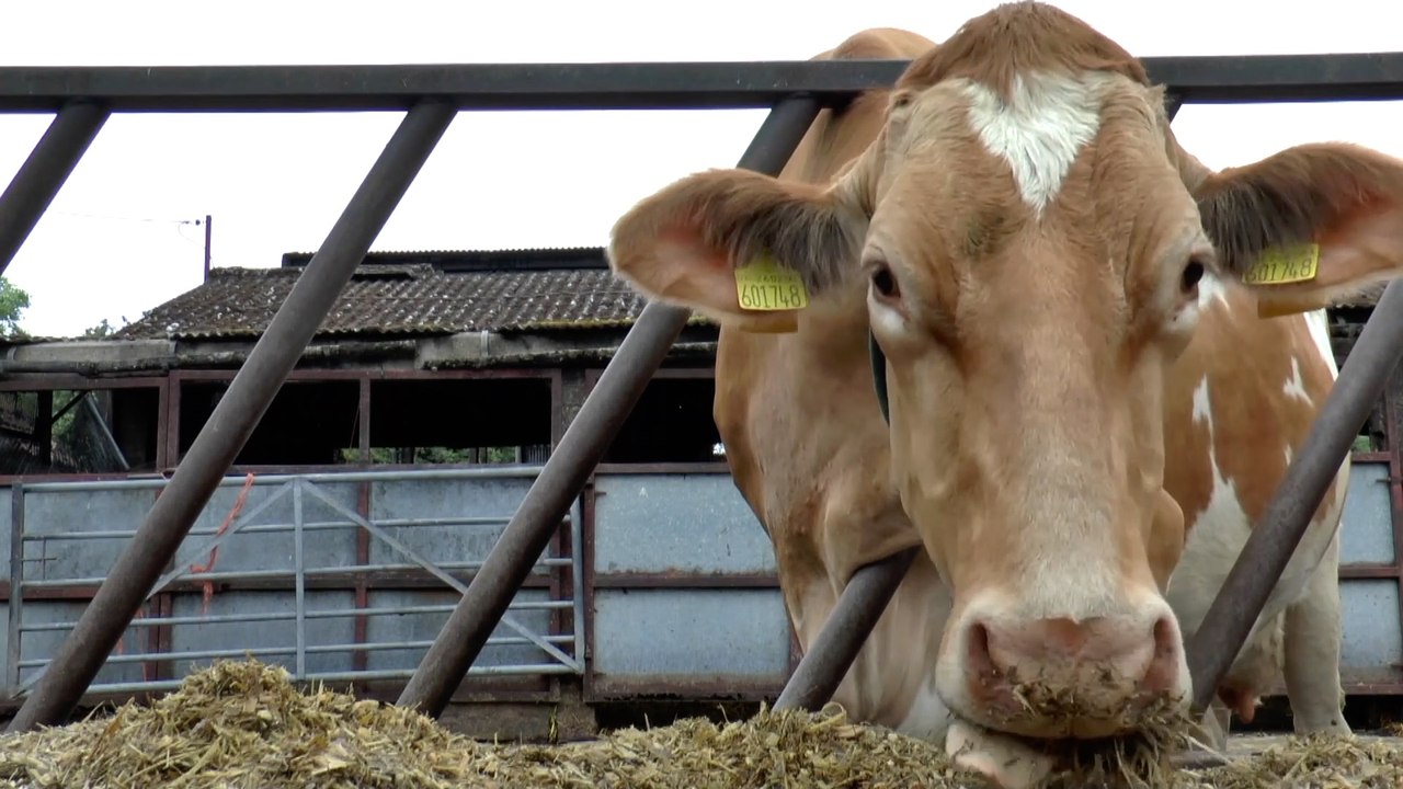 Bluetongue cases found in Kent