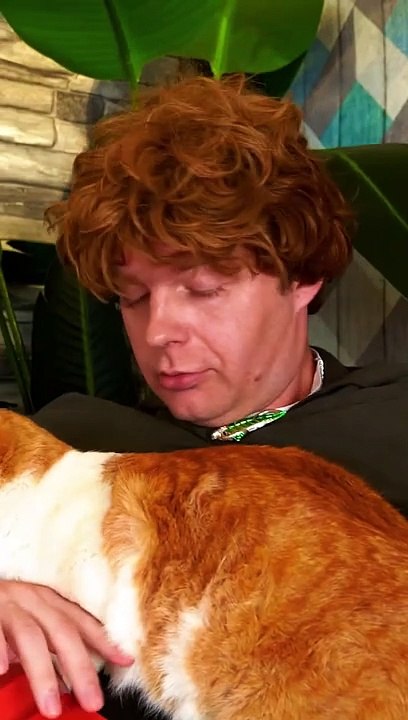 Hobbit House For A Cat Ll The Cutest Thing Youll See Today Shorts