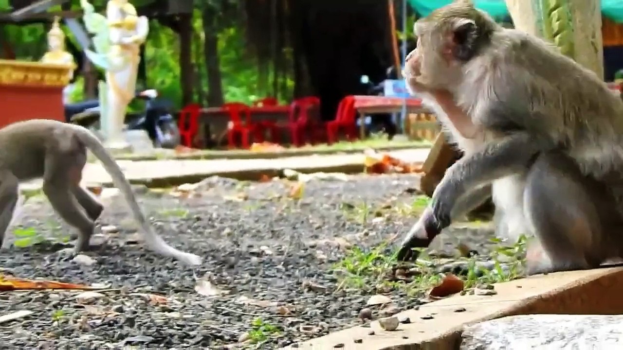 It's quiet sadness!, Emila bite teenaged monkey, till run to escape harder (720p_25fps_H264-192kbit_AAC)