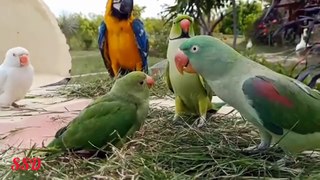 How beautiful looking parrots