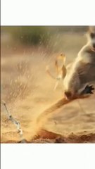 Moment to trick a mongoose with scorpion stings