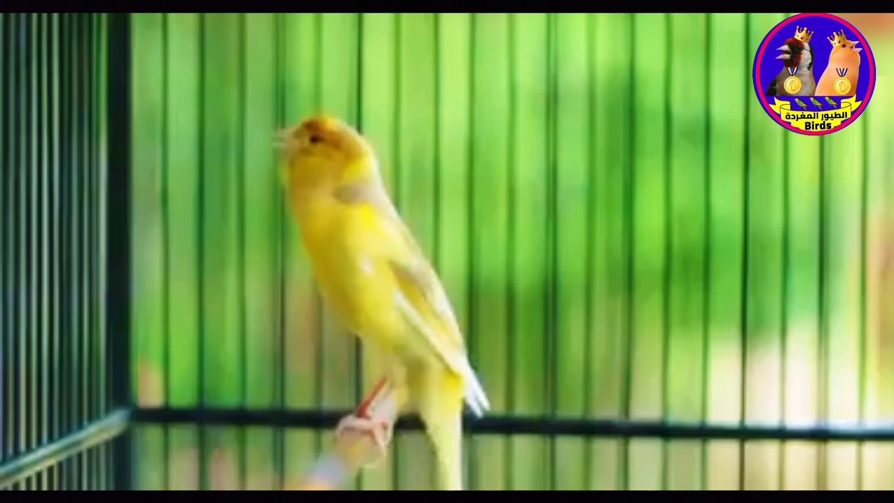 أقوى تغريد طائر كناري الأصفر chant de canari jaune