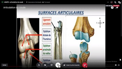 ARTICULATION DU COUDE