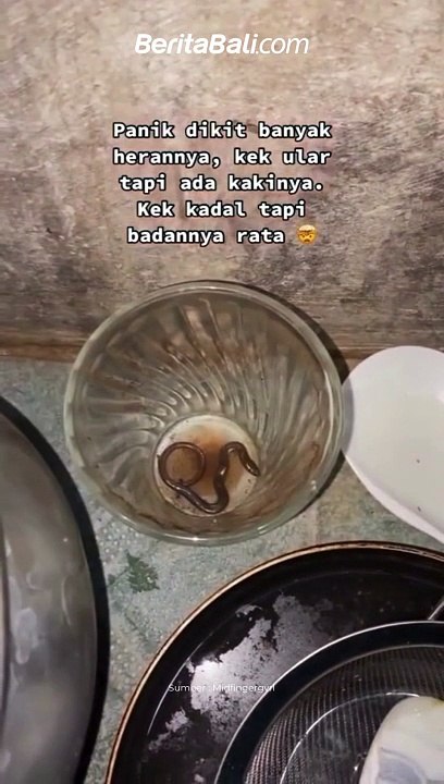 Hewan ini disebut Kadal Ular atau Lygosoma adalah sejenis kadal yang memiliki kaki yang sangat kecil.