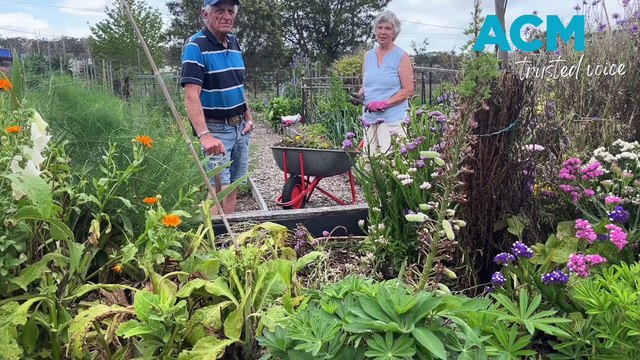 Reaping vegetable rewards with Pambula village's beautiful community garden