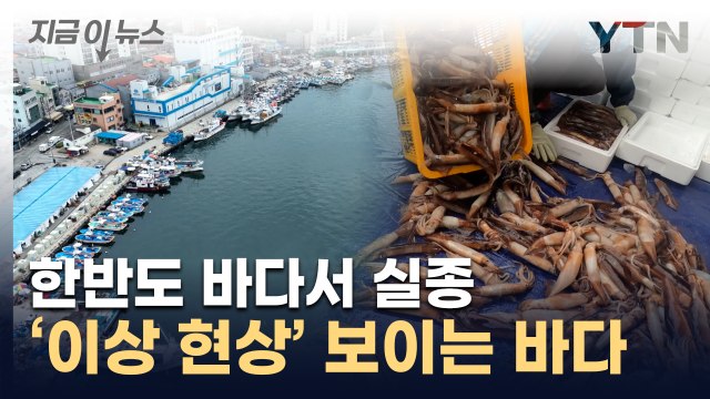 씨가 말랐습니다 ...어민 '생계 위협' 현실로 [지금이뉴스] / YTN