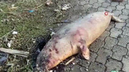 Telef olan Akdeniz foku kıyıya vurdu