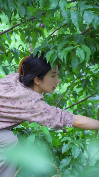 Today I went to the farm and plucked a lot of peaches from the peach orchard.6