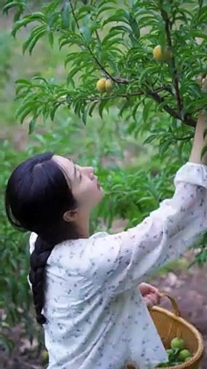 Today I went to the farm and plucked a lot of plums from the plum fruit orchard.