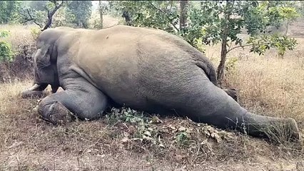 हाथियों के लिए सुरक्षित नहीं कटघोरा वनमंडल, करंट से नर हाथी की मौत