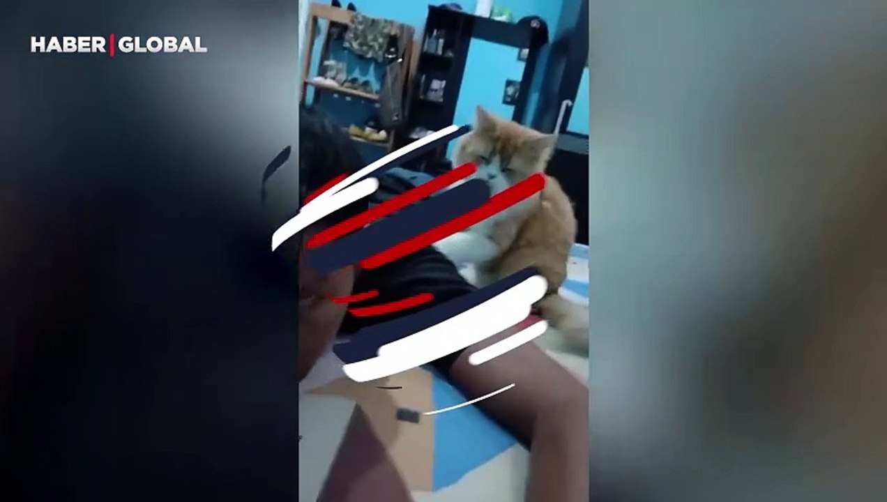 Sahibini uyutmaya çalışan kedi kahkahaya boğdu