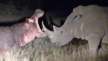 Hippo Learns Lesson From Rhinos