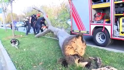 Bakırköy sahilyolunda ağaç yola devrildi