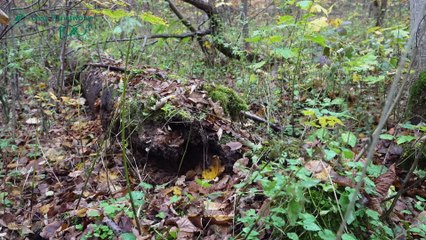Nadleśnictwo Brzeg - Rezerwat przyrody Borucice