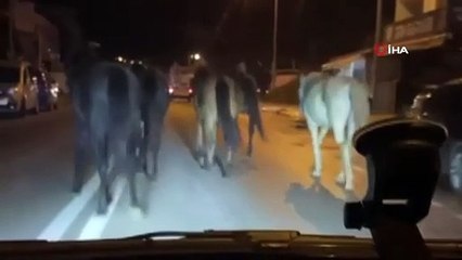 Görüntüler Bursa'dan... Başıboş atlar zor anlar yaşattı