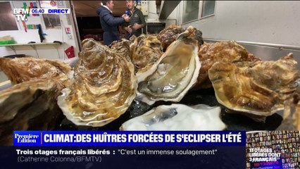 Des ostréiculteurs demandent à ne plus produire la variété d'huîtres Marennes d'Oléron l'été, à cause du réchauffement climatique