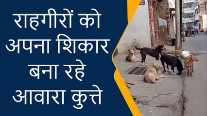 गोरखपुर: आवारा कुत्तों के आतंक से लोगों का घरों से निकलना हुआ मुश्किल