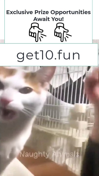 9 Funniest Animals  New Funny Cats and Dogs Videos 
