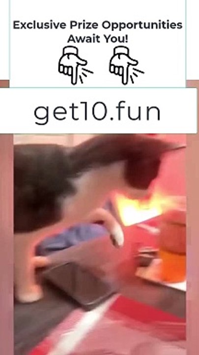 6Funniest Animals  New Funny Cats and Dogs Videos 