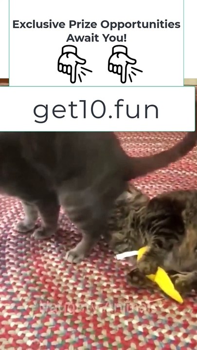 8 Funniest Animals  New Funny Cats and Dogs Videos 