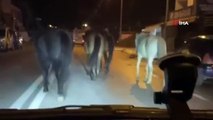 Bursa'da Başıboş Atlar Cadde Üzerinde İlerledi