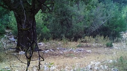 Anadolu parsa görüntülendi