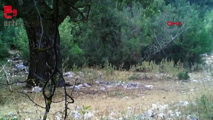 Anadolu parsı görüntülendi