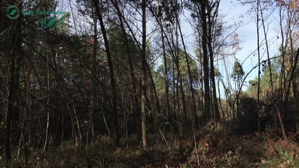 Nadleśnictwo Prószków - czym są drzewostany nasienne?