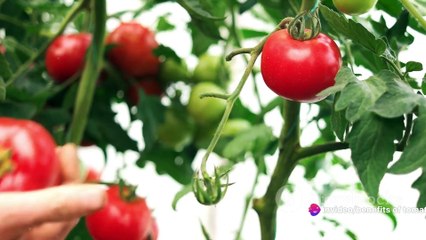 Tomato Tales: Unveiling the Benefits