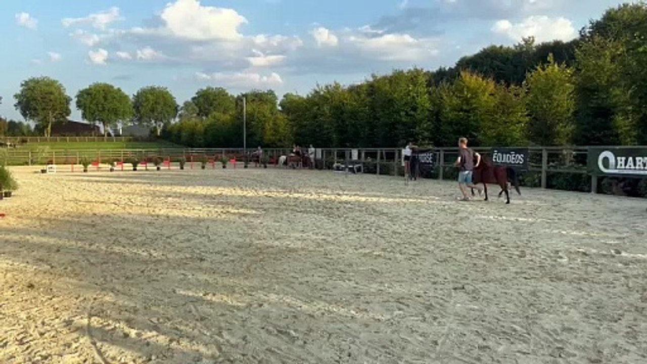 Moonlight, le cheval miniature qui saute le plus haut au monde